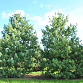 Семена сосны гималайской / Pinus wallichiana, ТМ OGOROD - 10 семян