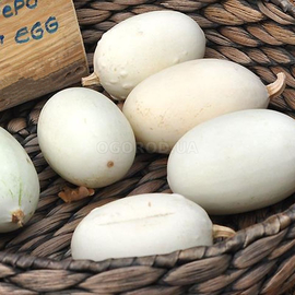 Семена тыквы декоративной «Nest egg» (Яйцо в гнезде), ТМ OGOROD - 5 семян