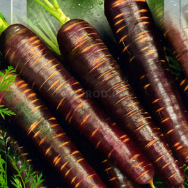 Семена моркови «Пурпурный космос», TM SeedEra - 100 семян