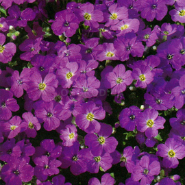 Фото Семена обриеты «Фиолетовая», ТМ Елітсортнасіння - 10 семян