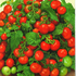 Семена томата «Балконное чудо красное», ТМ «СЕМЕНА УКРАИНЫ» - 0,1 грамма
