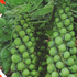 Семена капусты брюссельской «Лонг Исленд», TM «Яскрава» - 0,5 грамма