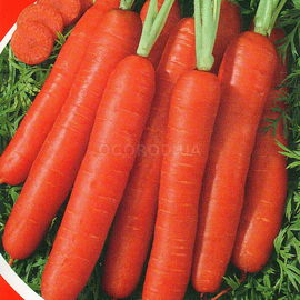 Семена моркови «Апельсинка», TM «Яскрава» - 2 грамма