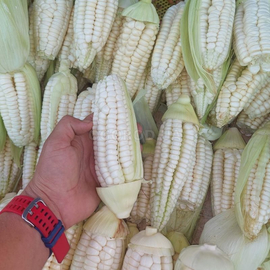 Фото Семена гигантской кукурузы «Peruvian Cusco» (Перуанский Куско), TM OGOROD - 5 семян