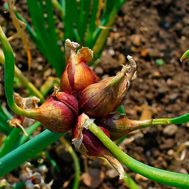 Фото Лук многолетний многоярусный / Allium proliferum, TM OGOROD - 10 деток (луковиц)