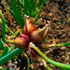 Лук многолетний многоярусный / Allium proliferum, TM OGOROD - 10 деток (луковиц)