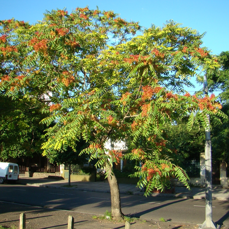 Кликните для увеличения изображения Семена айланта высочайшего / Ailanthus altissima, ТМ OGOROD - 45 семян