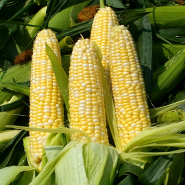 Семена кукурузы сахарной «Деликатесная», ТМ OGOROD - 10 грамм