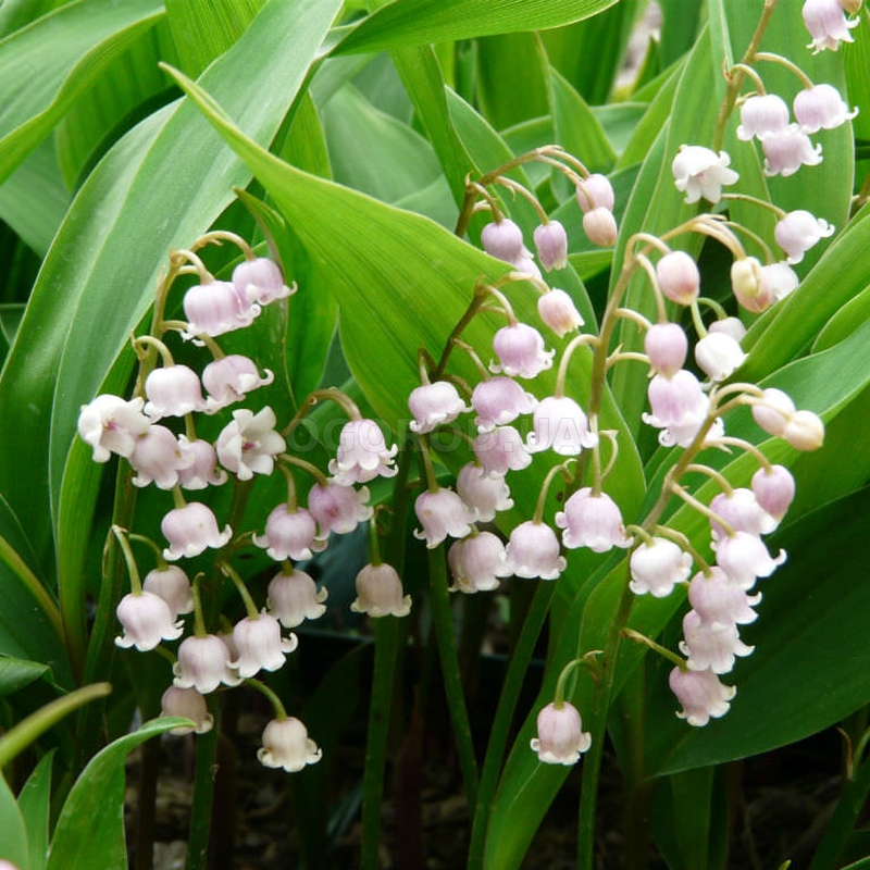 Кликните для увеличения изображения Семена ландыша майского / Convallaria majalis, ТМ OGOROD - 7 семян
