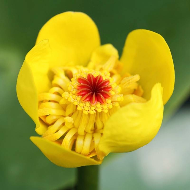 Кликните для увеличения изображения Семена кувшинки желтой / Nuphar luteum, ТМ OGOROD - 20 семян