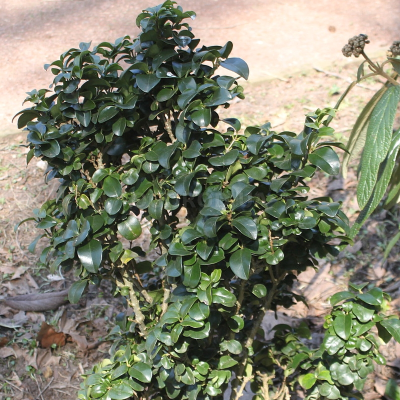 Кликните для увеличения изображения Семена бирючины японской / Ligustrum japonicum, ТМ OGOROD - 20 семян