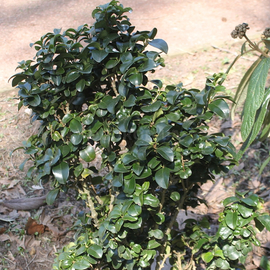 Семена бирючины японской / Ligustrum japonicum, ТМ OGOROD - 5 семян