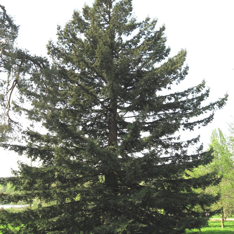 Кликните для увеличения изображения Семена секвойи вечнозелёной / Sequoia sempervirens, ТМ OGOROD - 10 семян