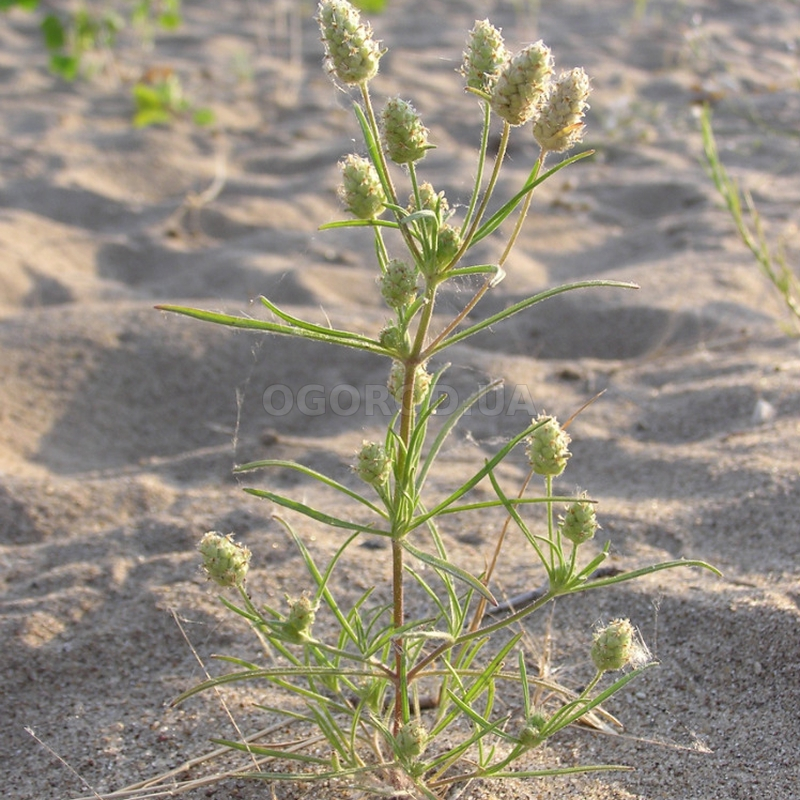 Кликните для увеличения изображения Семена подорожника «Индийский» / Plantago arenaria, ТМ OGOROD - 1 грамм