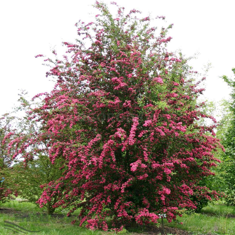Кликните для увеличения изображения Семена боярышника / Crataegus, ТМ OGOROD - 20 семян