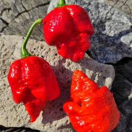 Семена перца острого «Trinidad Scorpion Butch T Red» (Тринидадский Скорпион Бутч Т красный), серия «От автора» - 5 семян