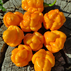 Семена перца острого «Yellow Trinidad Moruga Scorpion» (Тринидадский Скорпион Моруга желтый), серия «От автора» - 5 семян