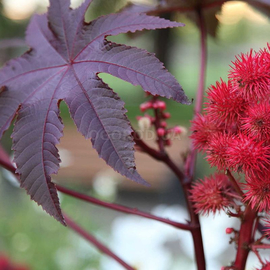 Семена клещевины обыкновенной / Ricinus communis, ТМ «Агропакгруп» - 5 семян