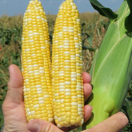 Семена кукурузы суперсладкой «Биколор F1» (BCC1075 F1) / Bicolor F1, TM Syngenta - 5 грамм