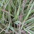 Семена канареечника тростниковидного / Phalaris arundinacea, TM OGOROD - 100 семян