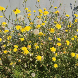 Кликните для увеличения изображения Семена скерды щетинистой / Crepis setosa Haller f, TM OGOROD - 10 семян