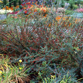 Семена кизильника растопыренного / Cotoneaster divaricatus, ТМ OGOROD - 5 семян