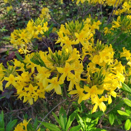 Семена рододендрона жёлтого / Rhododendron luteum, ТМ OGOROD - 10 семян