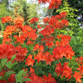 Семена рододендрона японского мягкого / Rhododendron molle, ТМ OGOROD - 10 семян