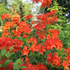 Семена рододендрона японского мягкого / Rhododendron molle, ТМ OGOROD - 10 семян