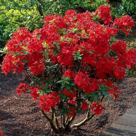 Семена рододендрона «Набукко» / Rhododendron Nabucco, ТМ OGOROD - 10 семян