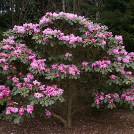 Семена рододендрона «Фаржа» / Rhododendron erubescens, ТМ OGOROD - 10 семян