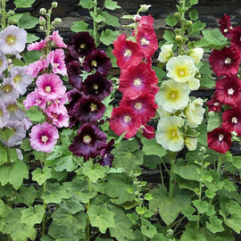 Семена мальвы садовой НЕмахровой (смесь), TM OGOROD - 10 семян