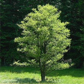 Семена ольхи серой / Alnus incana, ТМ OGOROD - 0,5 грамм