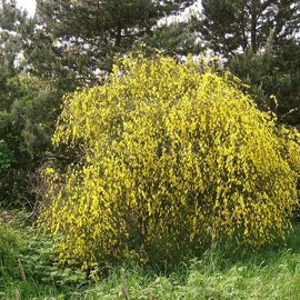 Семена ракитника венечного / Cytisus scoparius, TM OGOROD - 5 семян