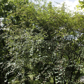 Семена кизильника островатого / Cotoneaster subacutus, ТМ OGOROD - 5 семян