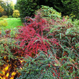 Семена кизильника Хельмквиста, / Cotoneaster hjelmqvistii, ТМ OGOROD - 5 семян