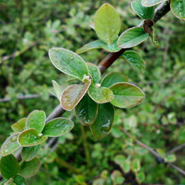 Семена кизильника Жиральди / Cotoneaster giraldii, ТМ OGOROD - 5 семян