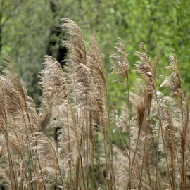 Семена тростника обыкновенного / Phragmites australis, TM OGOROD - 1000 семян