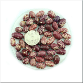 Семена фасоли «Малинка», TM OGOROD - 10 семян