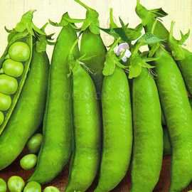 Семена гороха «Овощное чудо», ТМ «СЕМЕНА УКРАИНЫ» - 20 грамм