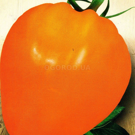 Семена томата «Золотые купола», ТМ «СЕМЕНА УКРАИНЫ» - 0,1 грамма