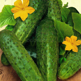 Семена огурца «Дальневосточный», ТМ «СЕМЕНА УКРАИНЫ» - 1 грамм