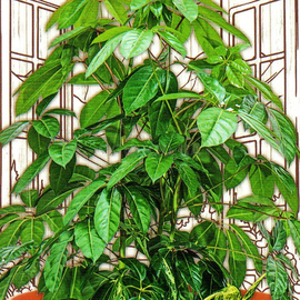 Семена шеффлеры лучелистной / Schefflera actinophylla, ТМ «СЕМЕНА УКРАИНЫ» - 4 семечки