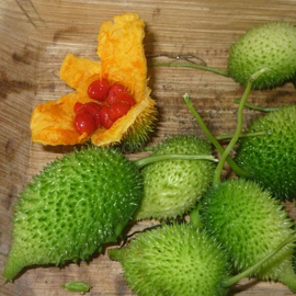 Семена момордики двудомной / Momordica dioica, ТМ OGOROD - 5 семян