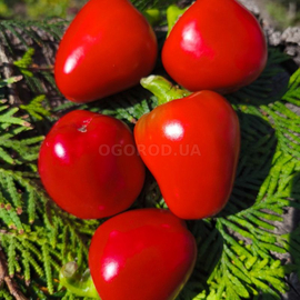 Семена перца острого «Jalapeno Bola» (Халапеньо круглый), серия «От автора» - 5 семян