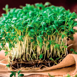 Семена салата «Данский» (кресс), ТМ Moravoseed - 1 грамм