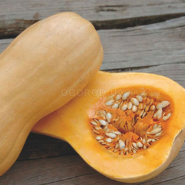 Семена тыквы «Матильда» F1 / Matilda F1, ТМ Enza Zaden - 10 семян