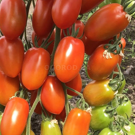 Семена томата «Корбин» F1 / Corbyn F1, ТМ Syngenta - 5 семян