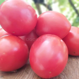 Семена томата «Джоли» F1 / Jolie F1, ТМ Hazera - 10 семян