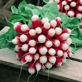 Семена редиса «Трето» F1 / Treto F1, ТМ Syngenta - 3 грамма